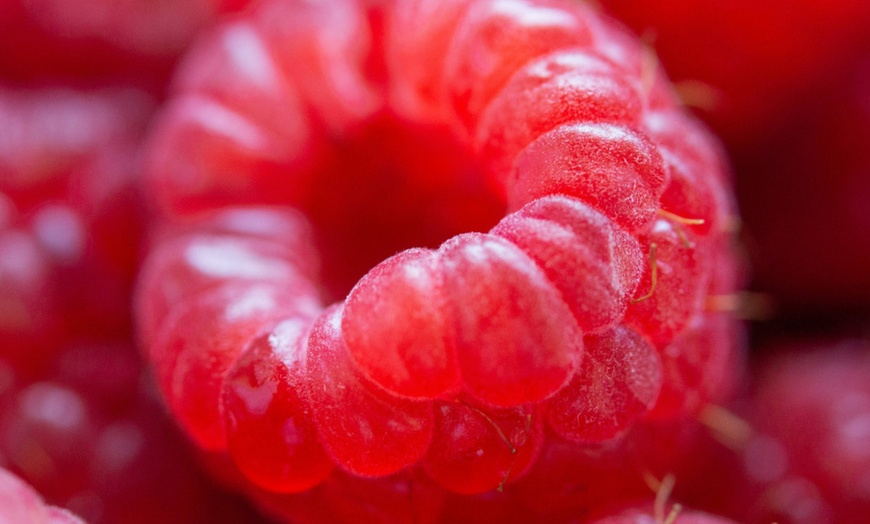 Image 6: Jusqu'à 4 packs de plantes fruitières