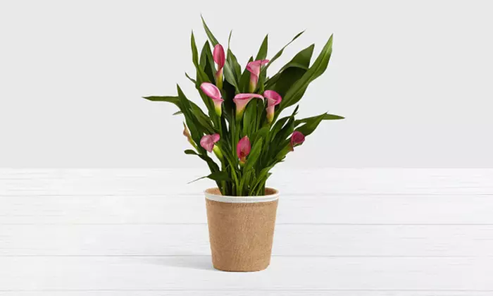 Valentine's Day Potted Pink Calla Lily in Woven Container from ProFlowers (Up to 38% Off) - Primary Image