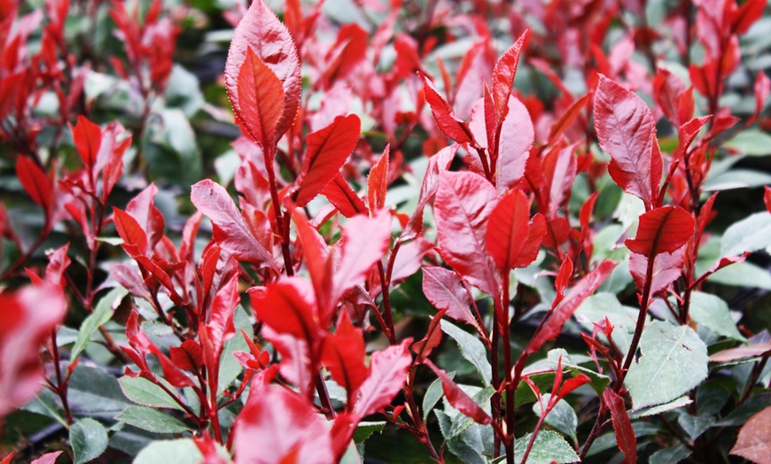 Image 4: Lot de 2 plantes Photinia 'Red Robin'