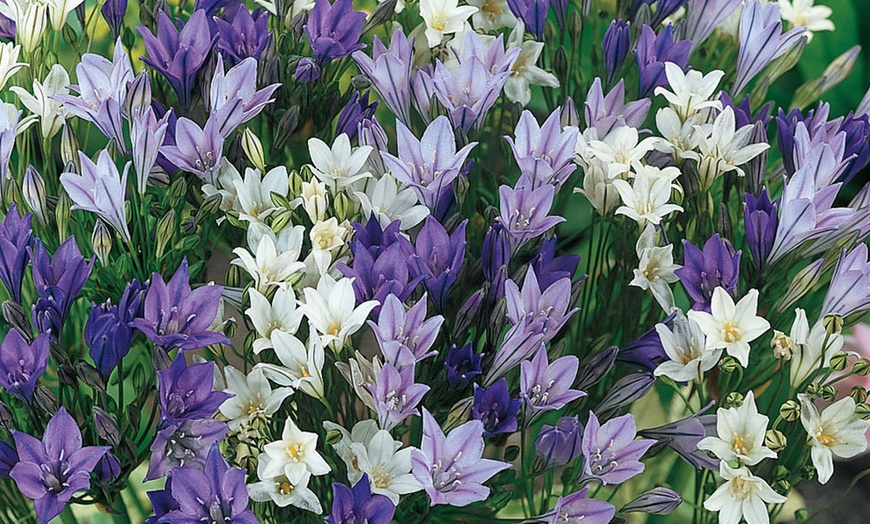 Image 7: 300 Spring Flowering Garden Bulbs