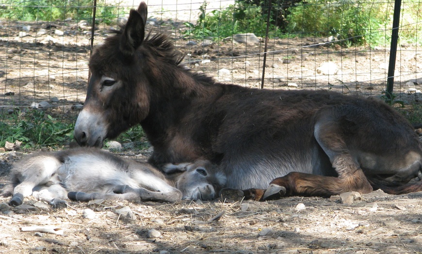 Image 3: Balade à dos d'âne pour enfant