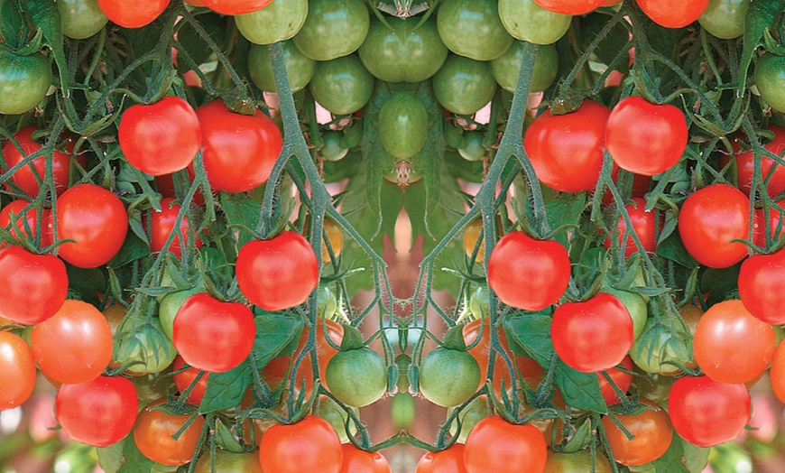 Image 3: 3, 6 or 12 Tomato Tumbling Tom Postiplug Plants