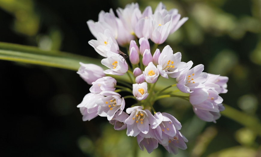 Image 10: 100 or 200 Bulbs of Mixed Allium Bumper Bulb Pack 