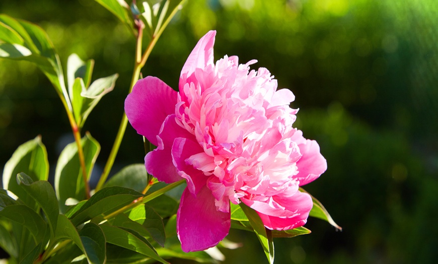 Image 1: Peony Garden Showstoppers Collection - 3 Plants