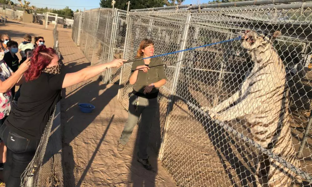 Sunset Safari Feeding or Guided Tours for Kids and Adults at Hesperia Zoo (Up to 25% Off) - Primary Image