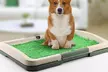 Toilette avec tapis d'intérieur pour chien, entrainement à l'hygiène - Image 2