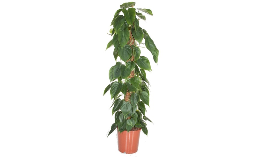 Image 1: Plante d'intérieur Philodendron