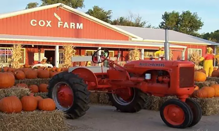 Day or Night Corn Maze Admission for Two, Four, or Six with Pumpkins at Cox Farm (Up to 42% Off) - Primary Image