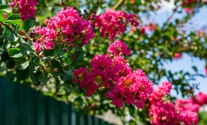 Lagerstroemia - Indian Myrtle Collection - 3 or 6 Potted Plants