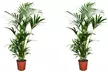 1 ou 2 palmiers d'intérieur Kentia en taille XL, 90-100 cm à la livraison, pot en plastique de 3 litres inclus - Second Medium