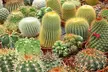 Mini Cactus Collection- Three, Five or Ten Plants - Second Medium