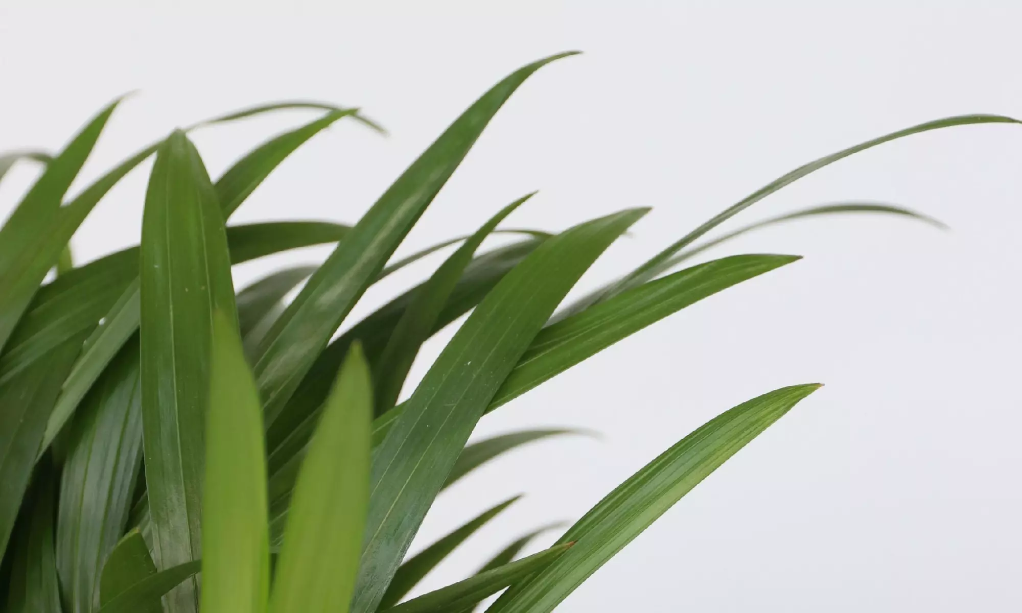 5er-Set Zimmerpflanzen mit luftreinigenden Eigenschaften