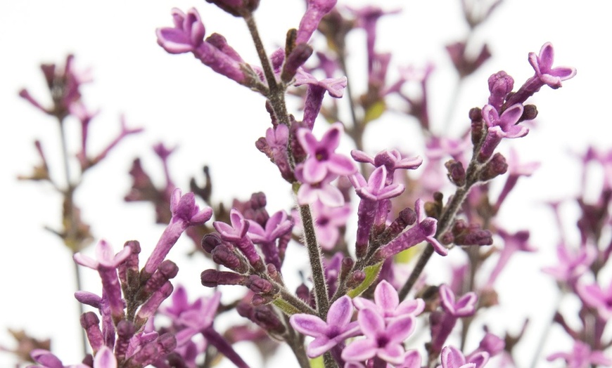 Image 4: Three Syringa Bloomerang Plants