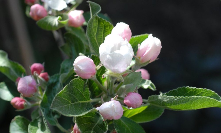 Image 4: Orchard Fruit Tree Collection