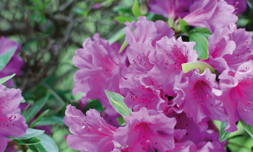 Up to Four Hardy Dwarf Azalea Collection Plants | Groupon