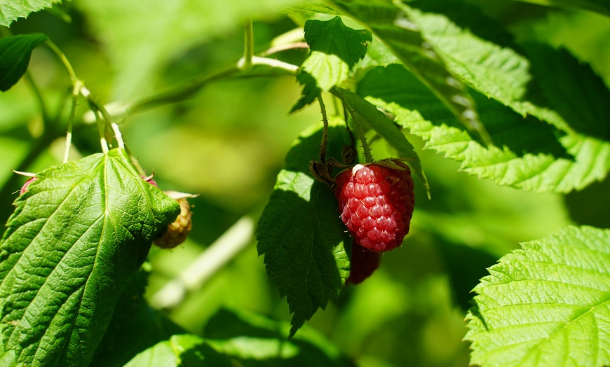 Image 3: 1, 2 o 4 piante da frutto di lamponi e ribes Rootz