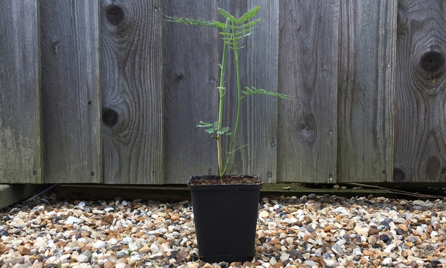 Image 8: Acacia Mimosa Dealbata Plant