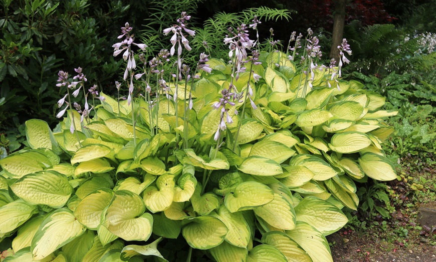 Image 1: Mixed Hardy Hosta Collection - 5 or 10 plants