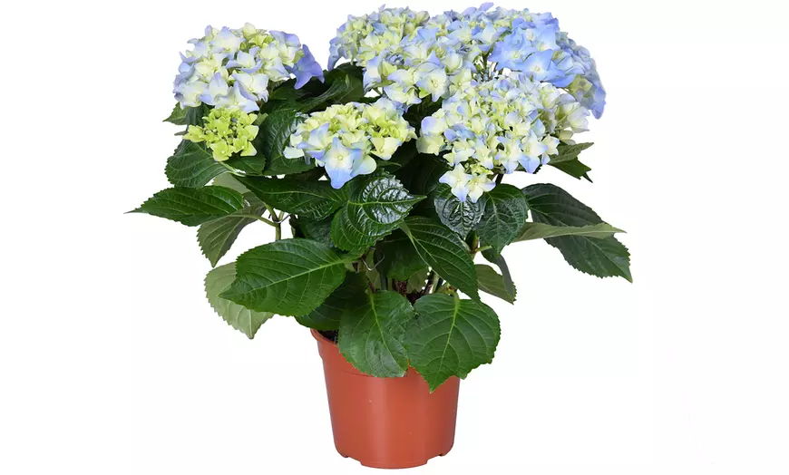Image 8: 1 of 3 hortensia XL heesters