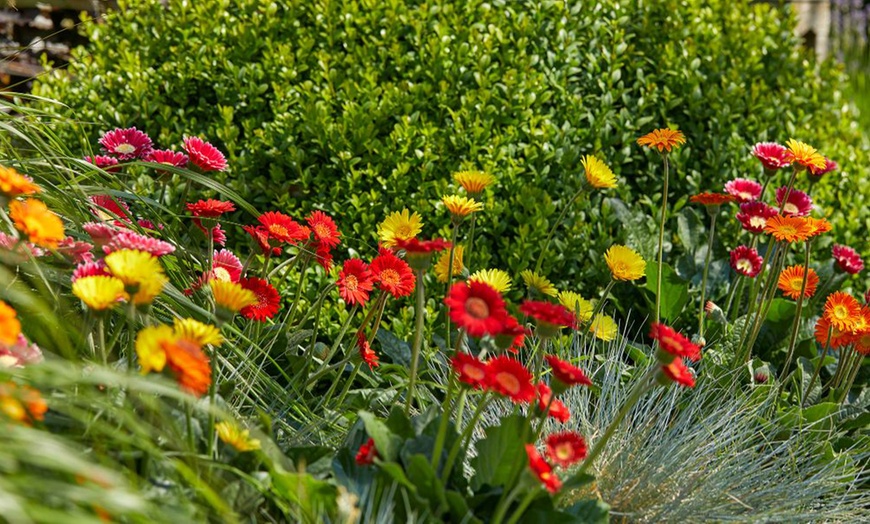 Image 8: Hardy Gerbera 'Cheeky' Potted Plants
