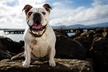 60-Minute Pet Portrait Session from Chickpea Photography Studio (90% Off) - Second Medium