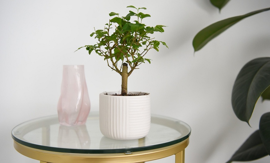 Image 4: Bonsai Mix in Round Ceramic Pot - Up to 3 Plants