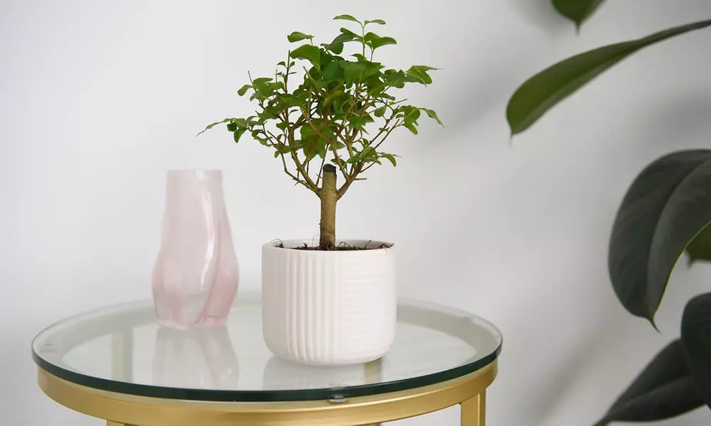 Bonsai Mix in Round Ceramic Pot - Up to 3 Plants