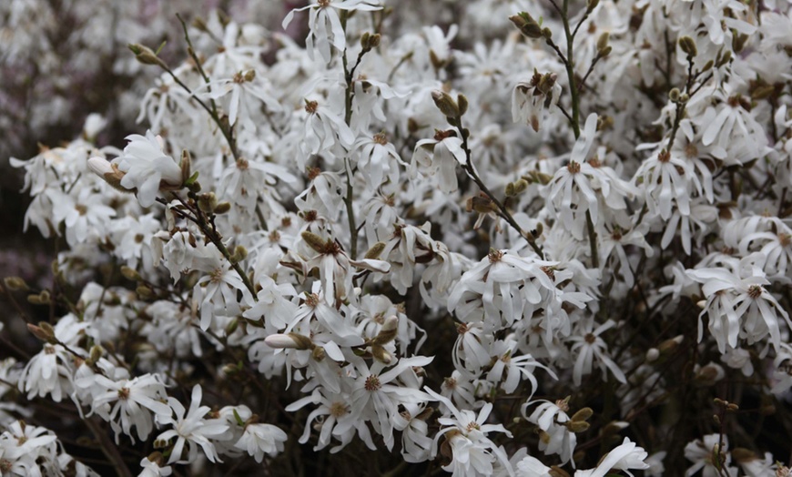 Image 4: Magnolia Trio Collection - 1 or 3 Potted Plants