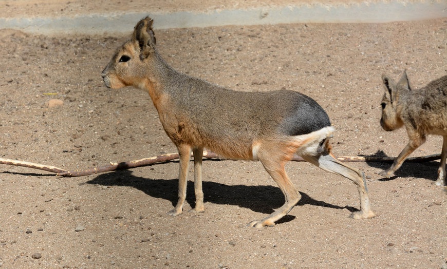 Image 4: Entradas al zoo con una bolsa de comida