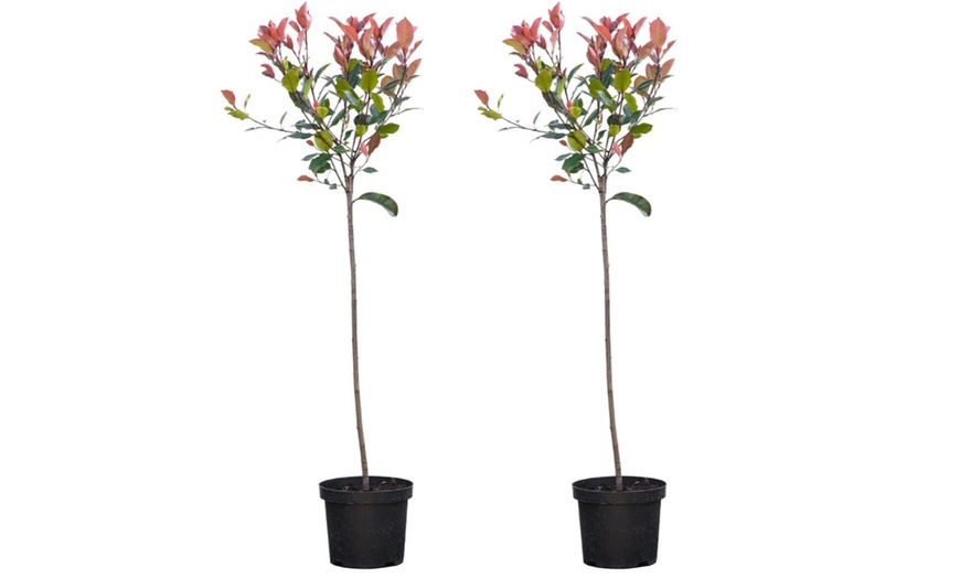 Image 13: Photinia 'Red Robin' - Standard Tree or Potted Plants