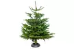 Sapin de Noël Nordmann, dimension au choix 140-150 cm et 160-170 cm - Second Medium