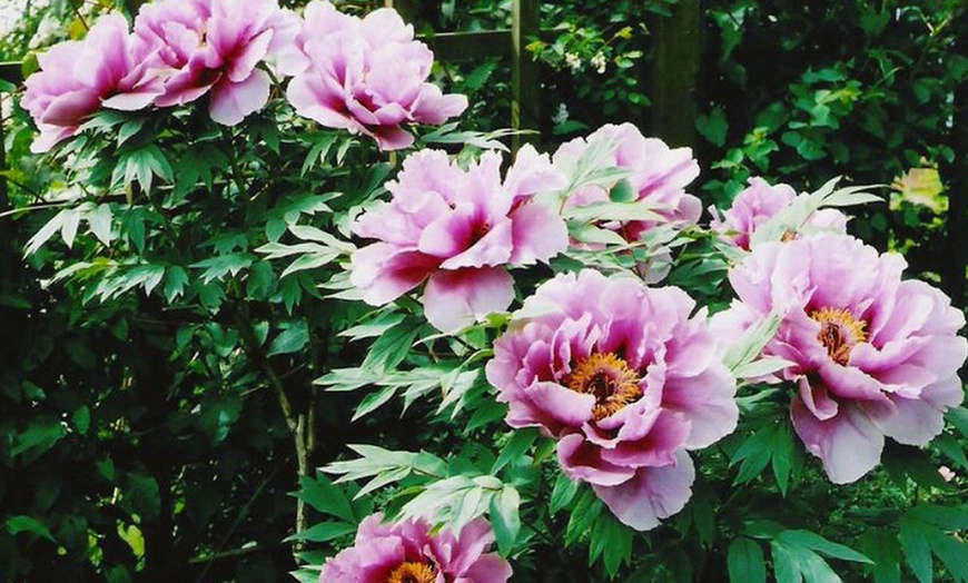 Image 5: Peony Plants in Pots