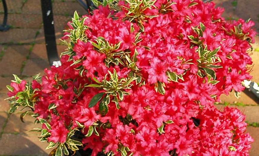 Image 1: Rhododendron Bollywood Plant