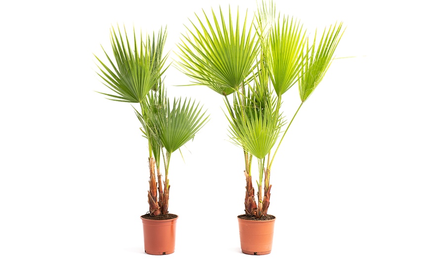 Image 4: Washingtonia Robusta