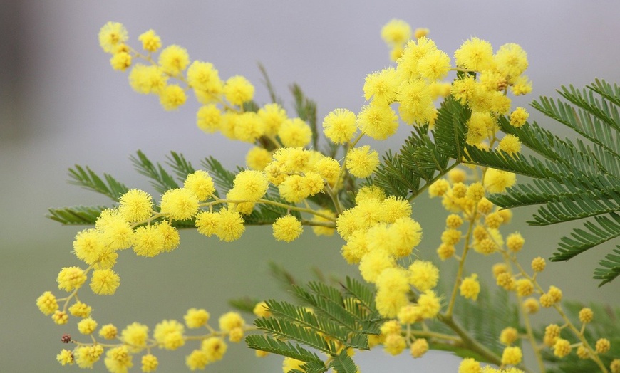 Image 4: 3 o 6 piante di Acacia Dealbata Mimosa Rootz