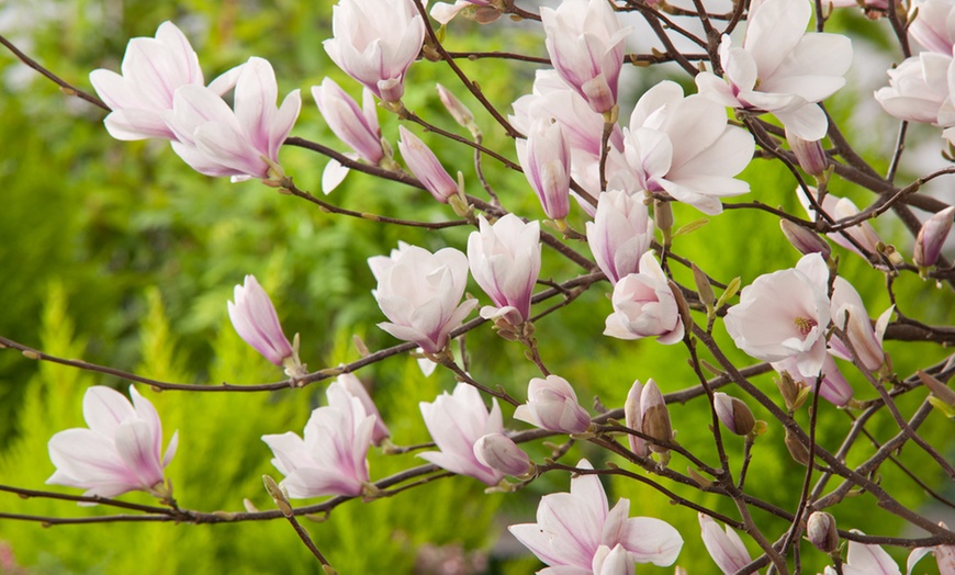 Image 2: 3er-Set Stern-Magnolien, Tulpen-Magnolie oder Magnolie „Susan