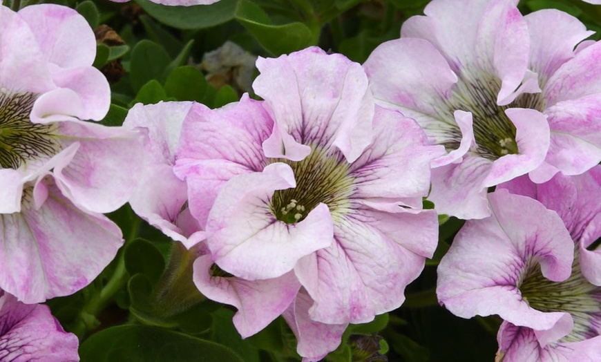 Petunia 'Bridal Blush' - 5, 10 or 20 Plants | Groupon