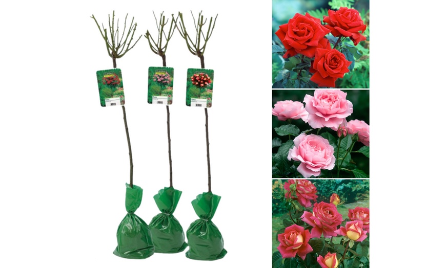 Image 2: Semis de buissons de roses XXL dans divers coloris