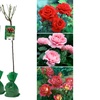 Image 2: Semis de buissons de roses XXL dans divers coloris