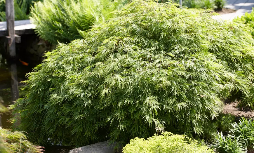 Image 1: Japanse esdoorn "Emerald Lace"