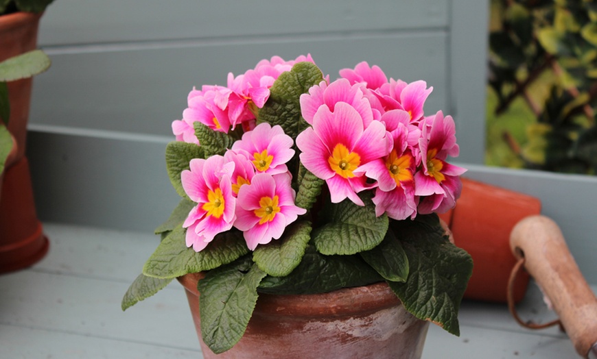 Image 3: Spring-Flowering Mixed Primula Collection - up to 10 Plants