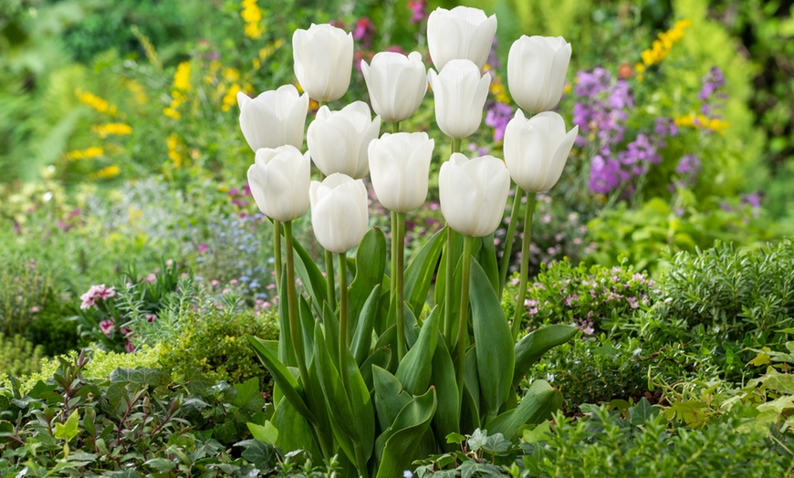 Image 14: Set van 40 bloembollen voor tulpen