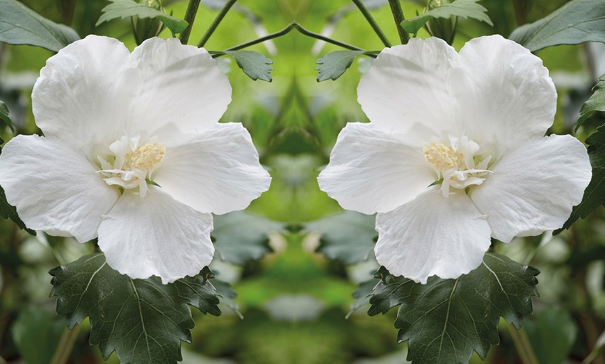 Image 1: Hibiscus Flower Tower White - 1, 2 or 3 Potted Plants