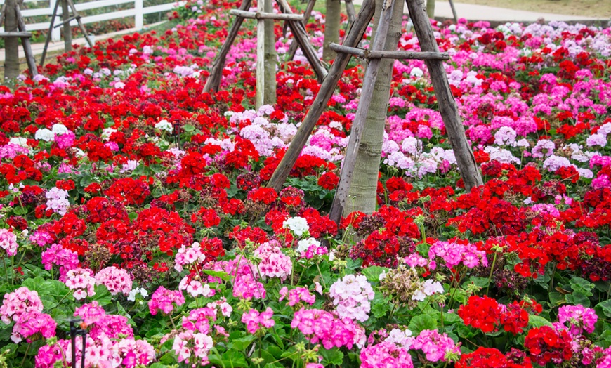 Image 1: 170 Busy Lizzie or Geraniums
