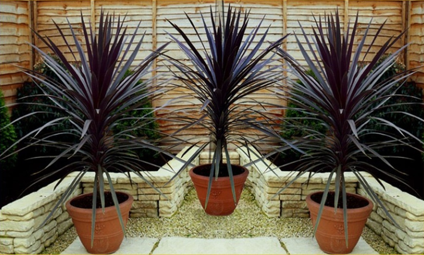 Image 1: Cordyline Sensation Torbay Palms