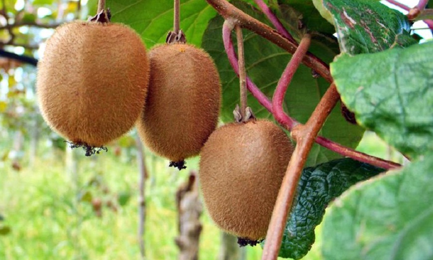 Image 2: 3 de 6 plantes de kiwi