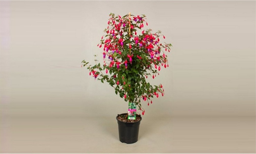 Image 3: Two Fuchsia Trees