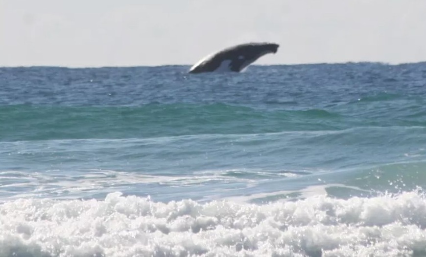 Image 4: Aussie Surfing Lesson & Photo Package at Australian Surfing Adventures