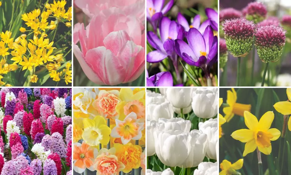 200 Mixed Spring Flowering Bulb Collection - Primary Image