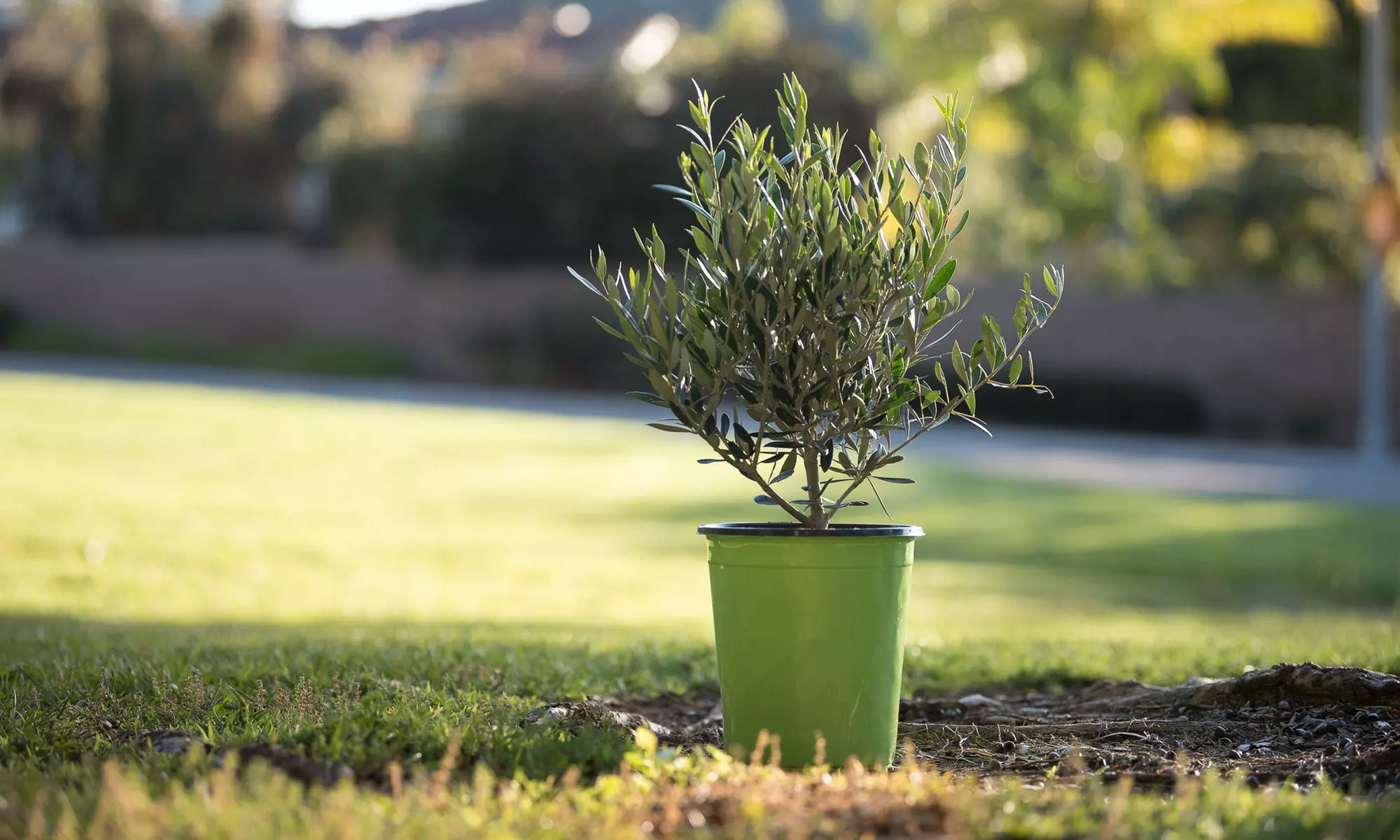 Fruiting Edible Olive Tree – California Grown True Olive 2 Gallon Potted Plant - Primary Image